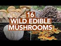 16 Wild Edible Mushrooms You Can Forage This Autumn