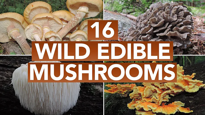 16 Wild Edible Mushrooms You Can Forage This Autumn - DayDayNews