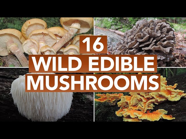 16 Different Types of Mushrooms - Most Common Edible Mushrooms