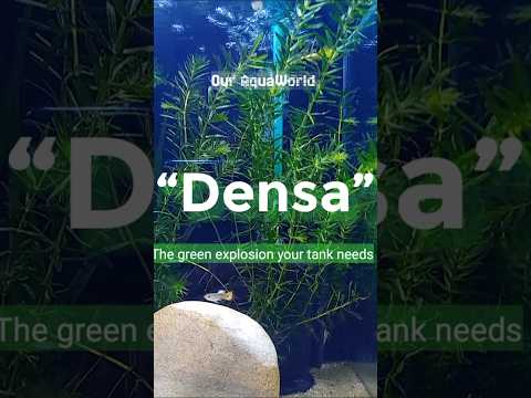 Densa is the Ultimate Aquarium Plant! #shorts #shortsfeed #aquarium #fish