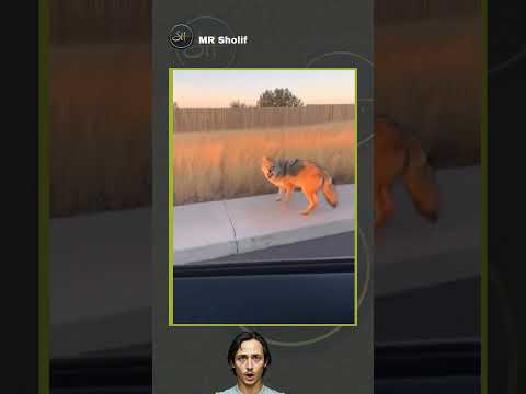 انخرش منه ههههههه   فيديوهات مضحكة 