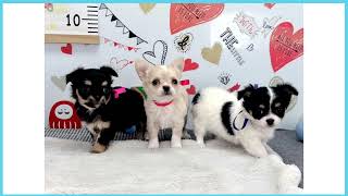 Coo&RIKU No.00745251 チワワ（ロングコート） - YouTube