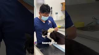 How To Express Your Pets Bladder