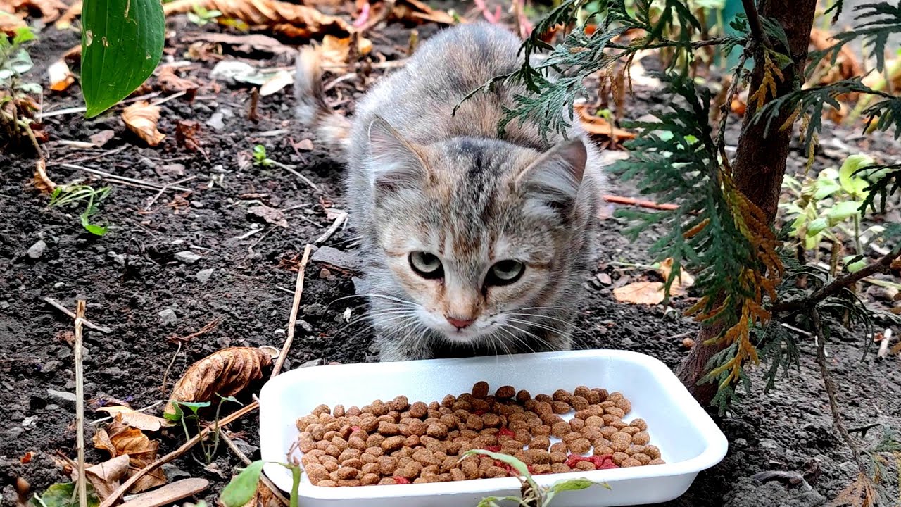 A homeless kitten is so hungry that when he eats he constantly meows