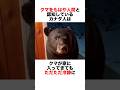 クマの扱いが完璧なカナダ人🤣 #動物 #animals #雑学 #自然