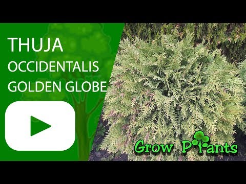 Thuja occidentalis golden globe and regular growing & care tips