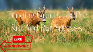 Best Tending Grunt Method On Youtube