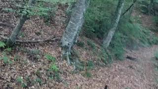 Caza jabalí. Santa Pau 03-10-2019