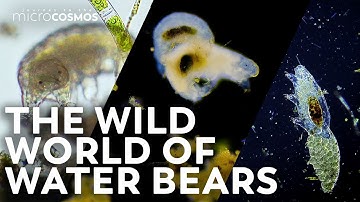 Tardigrades: The Surprisingly Sexy Ambassadors Of The Microcosmos | Compilation