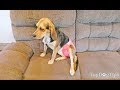 How to Make a Dog Diaper Yourself for Cheap (Simple DIY Guide)