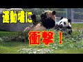 【遂に先輩パンダに場所譲る！】アドベンチャーワールド・ブリーディングセンター屋外運動場・思い出が消えて行く