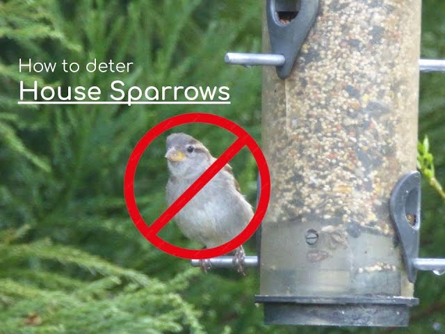 Sparrow-Proof Your Bird Feeder: Easy Tips to Keep Sparrows Away