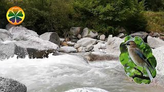 Звуки Природы Лесной Ручей Пение Птиц Звуки Леса Шум Воды