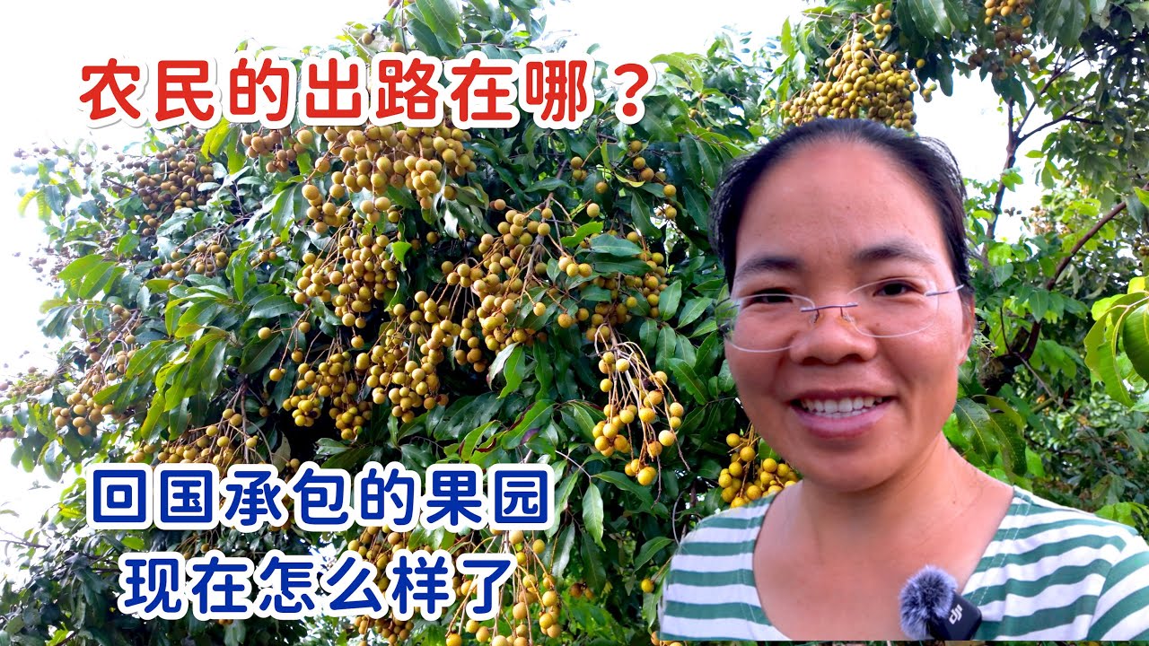 回国看国内承包的果园，太不容易了，我们的出路在哪里呢？