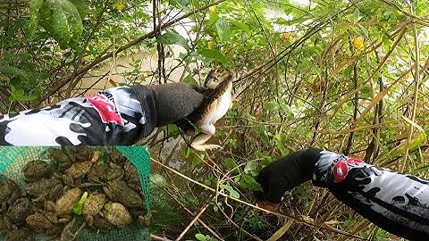 Câu Ếch Đồng Mùa Lũ Dính Rắn Mối Cá Rô Đồng Đã Tay | Mồi Dế | Long CD Fishing