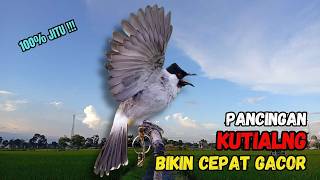 Download lagu Suara Burung Kutilang Gacor Garuda Paling Ampuh Untuk Masteran Dan Pikat