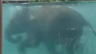 Как слоны плещутся в бассейне