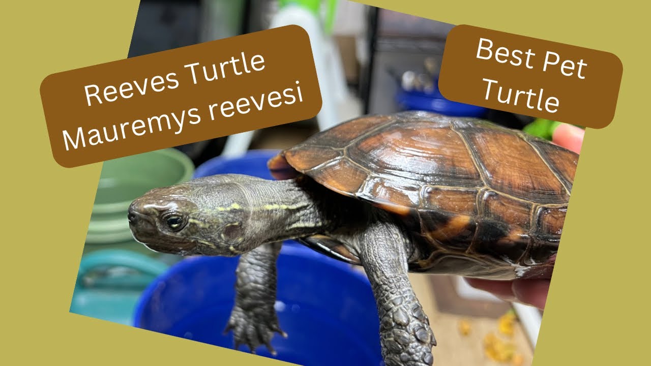 Reeves Turtles & Reeves Hybrids (Mauremys reevesi) YouTube