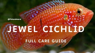 JEWEL CICHLID FULL CARE GUIDE | ALL ABOUT HEMICHROMIS or JEWEL CICHLIDS