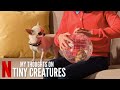 My Thoughts on the Netflix series TINY CREATURES