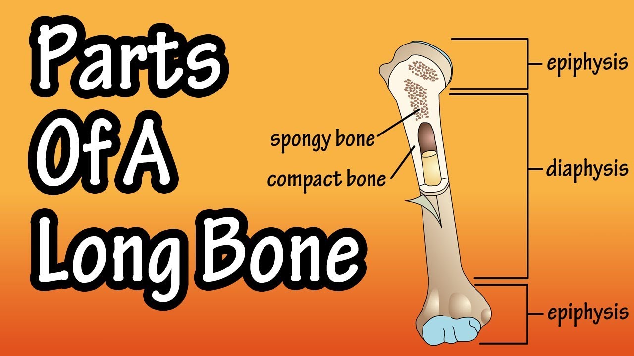 Parts Of A Long Bone Youtube