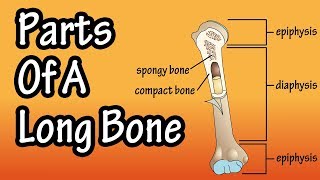 Parts Of A Long Bone  Structure Of A Long Bone