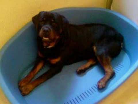 alsation x rottweiler rottweiler alsation x rottweiler alsation x rottweiler rottweiler alsation x rottweiler