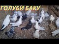 Анонс! Бакинские голуби Наджафова Агомамеда в Баку!