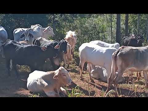 Recado aos irmãos do canal e mostrando o gado.