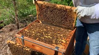Beekeeping. Single Brood chamber management. May 25 and adding a second honey super.
