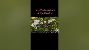 من خواتيم سورة البقرة صوت رائع كأنه آتٍ من السماء