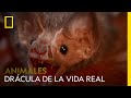 Conoce al Drácula de la vida real: el murciélago vampiro | NATIONAL GEOGRAPHIC ESPAÑA