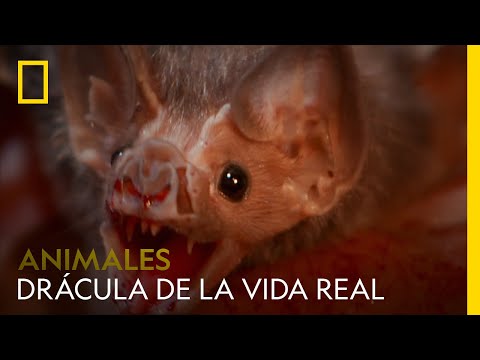 Video: ¿Cuál es el significado del murciélago chupasangre?