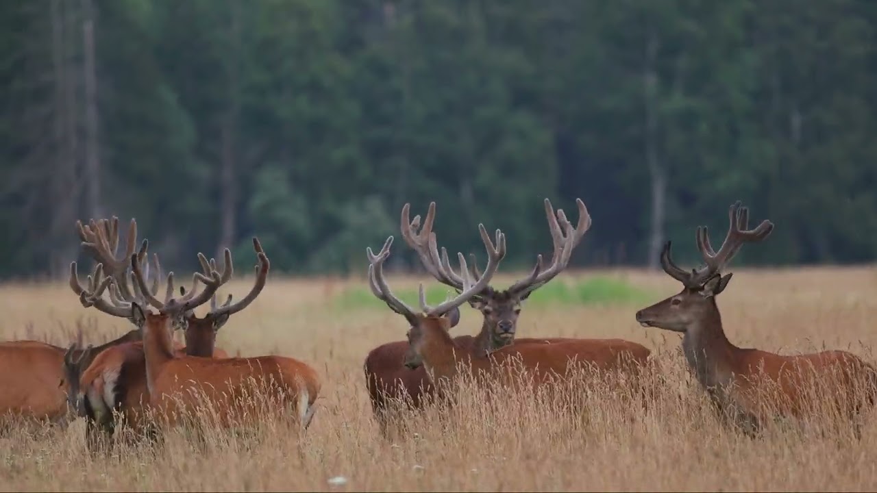 Punahirved kogu oma hiilguses | Благородные олени во всей своей красе
