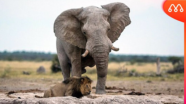 WHEN THE ELEPHANT MEETS THE LION