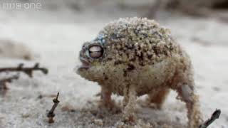 Angry Squeaking Boi