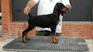 Backbone Freddy Mercury 67 Days Old Video 1