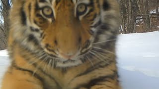 Five wild Siberian tiger cubs filmed on video in NE China provinces