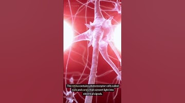 Visual pathway animation | How our eyes see an object