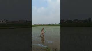 Application Of Herbicide In Rice Crop