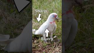 Your Camera Is Focused — Just Not on the Bird!