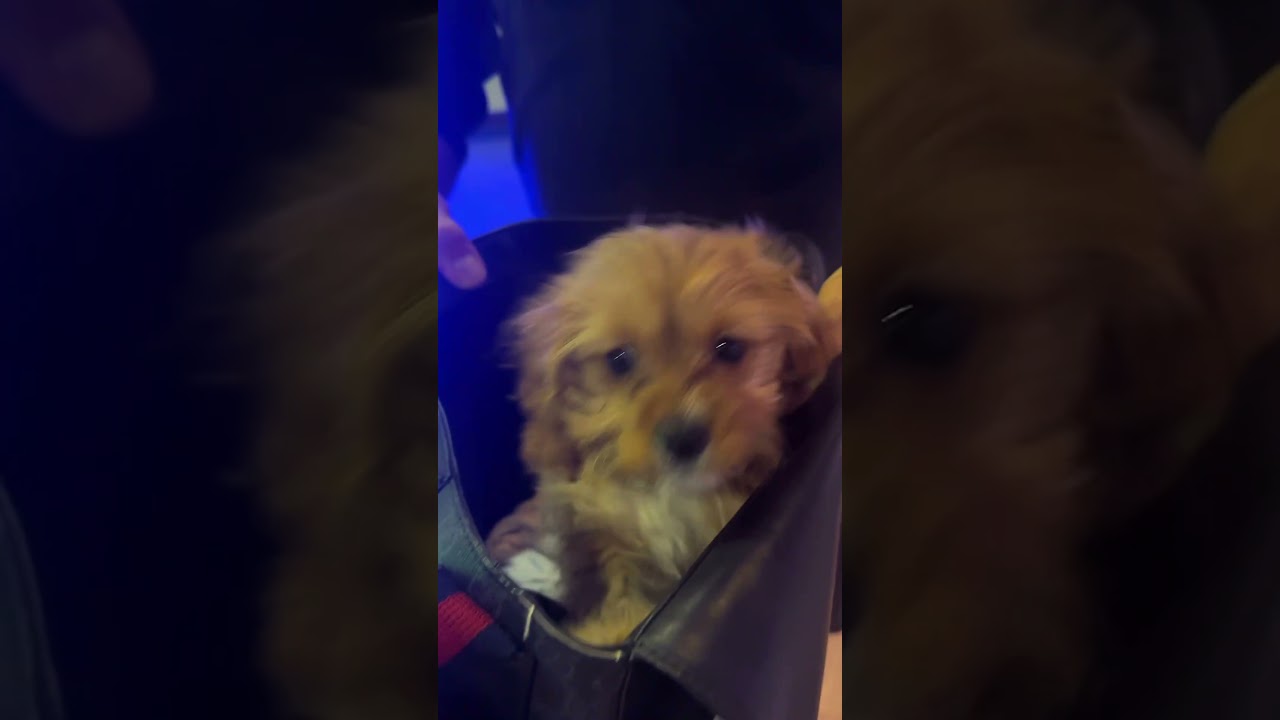 Look,who is in Gucci bag