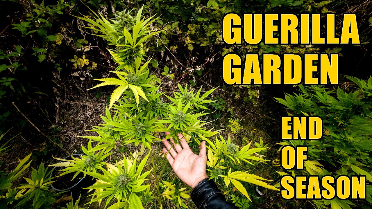 Cannabis Guerilla Garden - End of Season