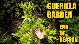 Cannabis Guerilla Garden - End of Season
