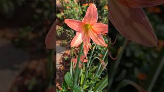 amaryllis Lily 🥰🥰