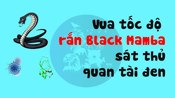 Rắn black Mamba - "Vua tốc độ" hay "sát thủ quan tài đen"