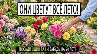15 МНОГОЛЕТНИКОВ, которые цветут 20 ЛЕТ — Посади Один раз и забудь!
