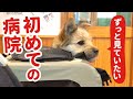 動物病院に連れて行かれた子犬が見つめる先にあるものとは…？