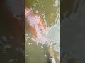 jbl speaker jumping in river #shortvideo