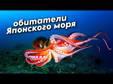 Видео: В поисках гигантского осьминога в Японском море